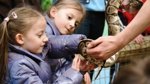 The National Reptile Zoo Featured Photo