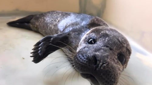 Seal Rescue Ireland Featured Photo